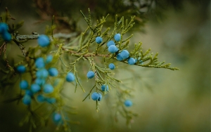 Say hello to Favourite!